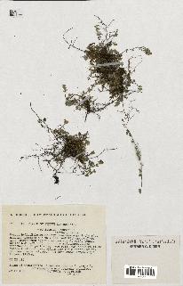 spécimen de Thymus serpyllum
