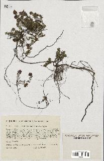 spécimen de Thymus serpyllum