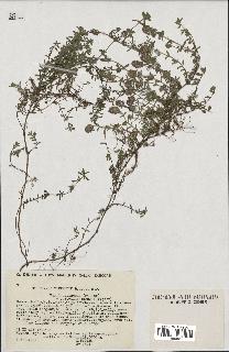 spécimen de Thymus serpyllum
