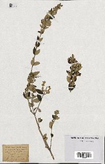 spécimen de Teucrium fruticans