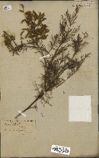 spécimen de Tamarix gallica