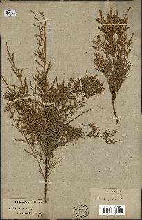 spécimen de Tamarix gallica