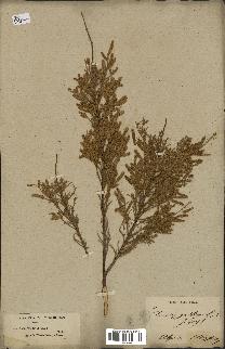 spécimen de Tamarix gallica