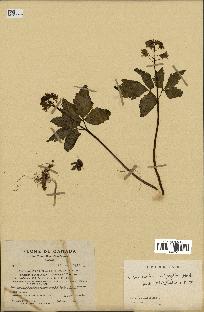 spécimen de Cardamine diphylla