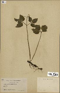 spécimen de Cardamine diphylla