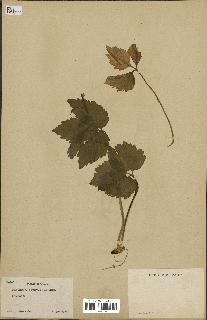 spécimen de Cardamine diphylla