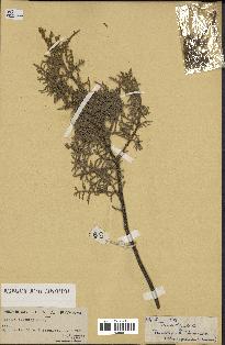 spécimen de Tamarix sp.