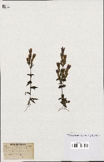 spécimen de Gentiana germanica