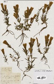 spécimen de Gentiana pneumonanthe