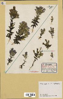 spécimen de Gentiana germanica