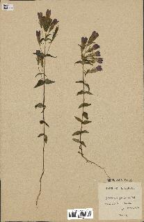 spécimen de Gentiana germanica