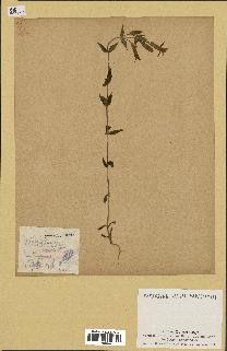 spécimen de Gentiana germanica