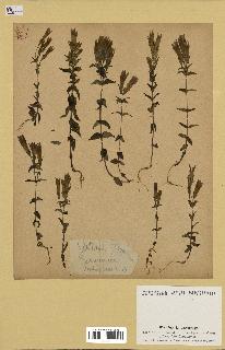 spécimen de Gentiana germanica