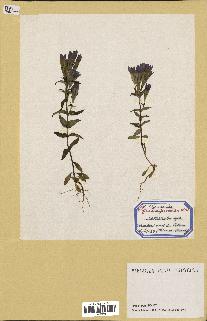spécimen de Gentiana germanica