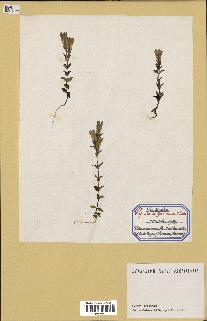 spécimen de Gentiana germanica