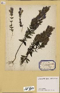 spécimen de Gentiana germanica