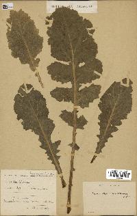 spécimen de Brassica napus