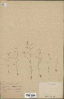 spécimen de Arabidopsis thaliana