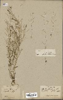 spécimen de Arabidopsis thaliana
