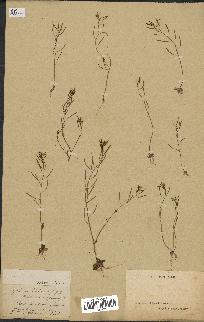 spécimen de Arabidopsis thaliana