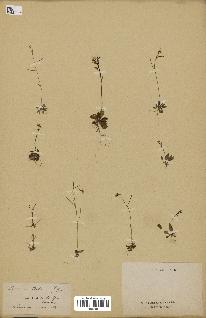 spécimen de Arabidopsis thaliana