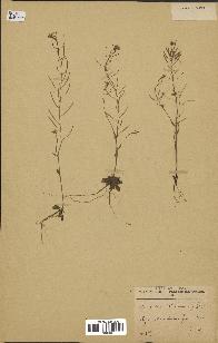 spécimen de Arabidopsis thaliana