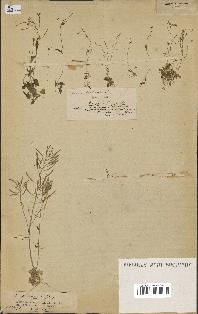 spécimen de Arabidopsis thaliana