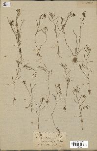 spécimen de Arabidopsis thaliana