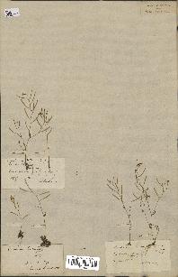 spécimen de Arabidopsis thaliana