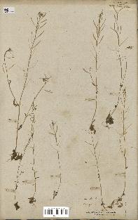 spécimen de Arabidopsis thaliana
