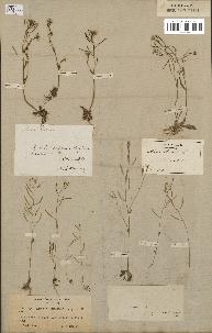 spécimen de Arabidopsis thaliana