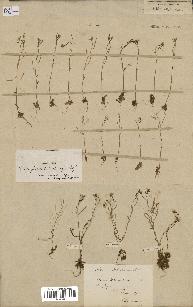 spécimen de Arabidopsis thaliana