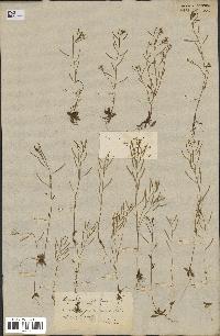 spécimen de Arabidopsis thaliana