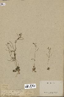 spécimen de Arabidopsis thaliana