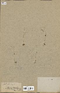 spécimen de Arabidopsis thaliana