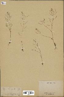 spécimen de Arabidopsis thaliana