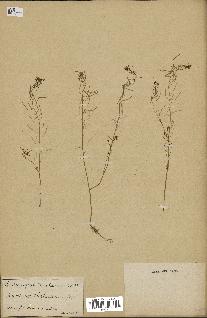 spécimen de Arabidopsis thaliana