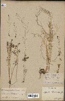 spécimen de Arabidopsis thaliana