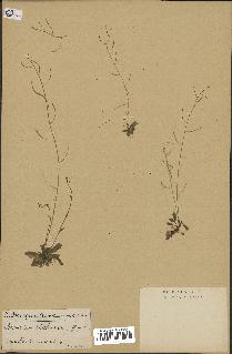 spécimen de Arabidopsis thaliana