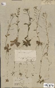 spécimen de Arabidopsis thaliana