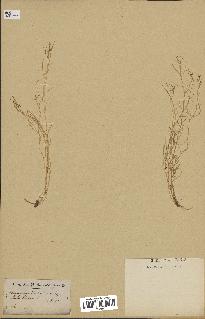 spécimen de Arabidopsis thaliana