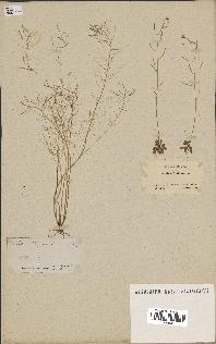spécimen de Arabidopsis thaliana