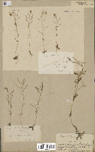 spécimen de Arabidopsis thaliana