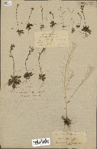 spécimen de Arabidopsis thaliana