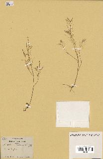 spécimen de Arabidopsis thaliana