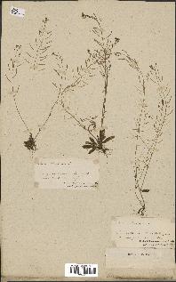 spécimen de Arabidopsis thaliana