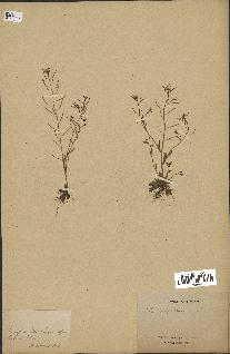 spécimen de Arabidopsis thaliana