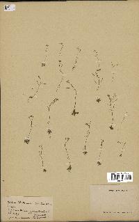 spécimen de Arabidopsis thaliana