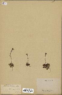spécimen de Arabidopsis thaliana