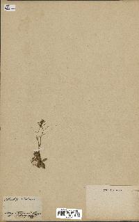 spécimen de Arabidopsis thaliana